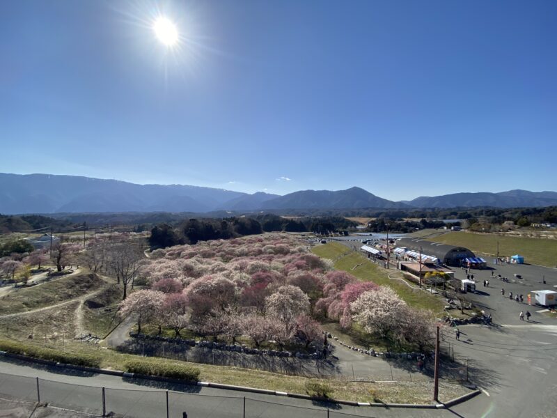 梅は咲いたか～♪のアイキャッチ画像